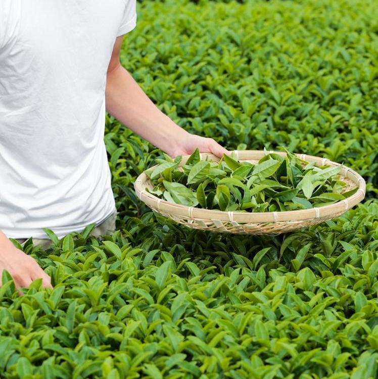 Té Verde Good Feeling (80 g)
