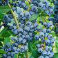 Té Verde Piña Blueberry (80 g)