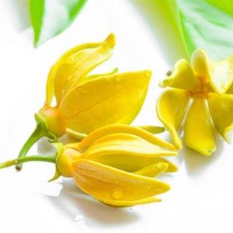 Aceite Esencial Puro de Ylang Ylang (10 ml)