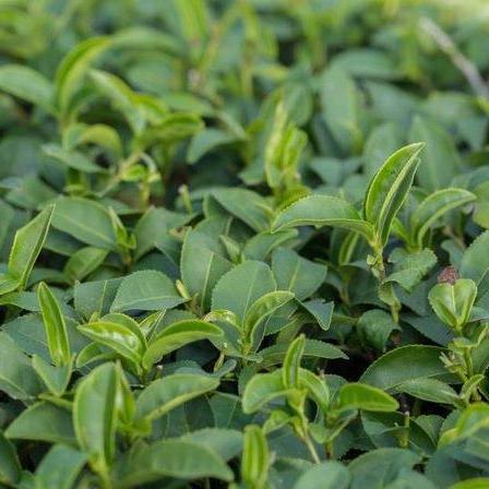 Aceite Esencial Puro de Tea Tree ( Árbol de té) (10ml)