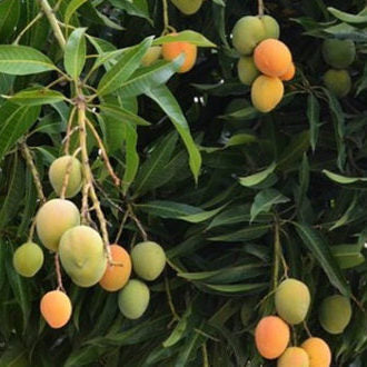 Champú sólido Pepino Mango (50 g)