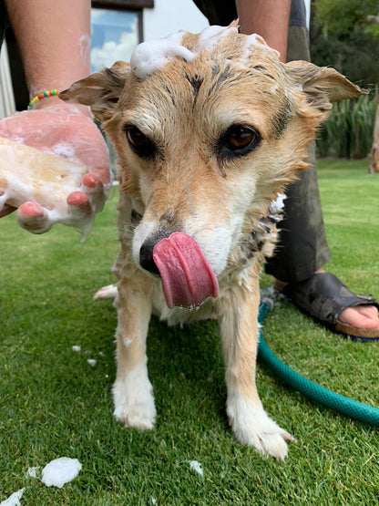 Jabón en Barra para Perro (110 g aprox)